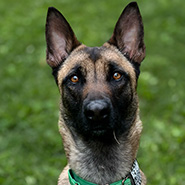 Rizz